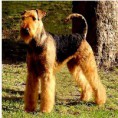 /album/galeria-de-fotos/airedale-terrier-jpg/